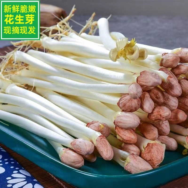 【热销】新鲜花生芽，合作社直供，加盟合作共赢，技术指导。