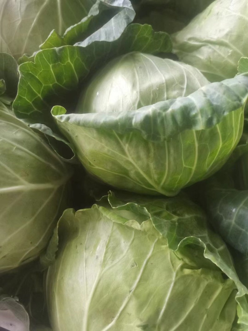 精品甘蓝莲花白包菜圆白菜卷心菜绿甘蓝基地直发质量保障