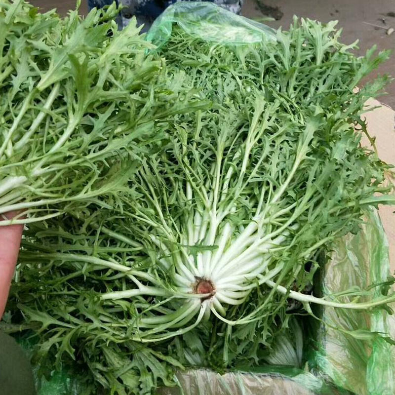 碎叶苦苣种子黄心碎叶散叶花叶苦菊生菜籽四季阳台庭院大田