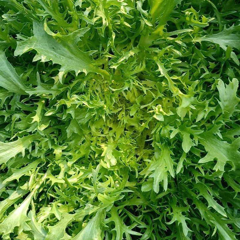 碎叶苦苣种子黄心碎叶散叶花叶苦菊生菜籽四季阳台庭院大田