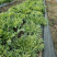 小狗牙苦菊种子碎叶苦苣种籽黄心苦菊野菜蔬菜特菜