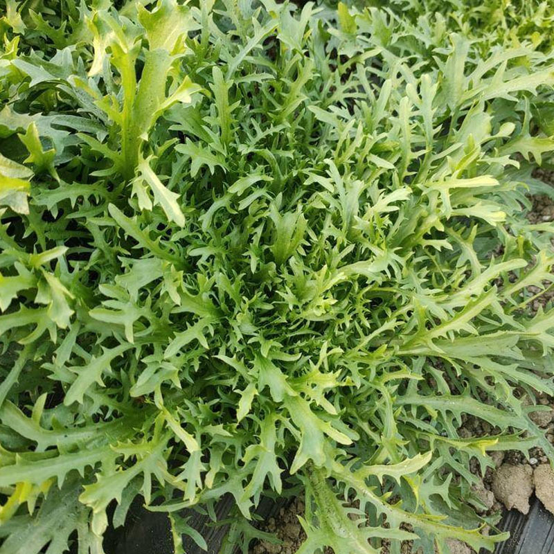 小狗牙苦菊种子碎叶苦苣种籽黄心苦菊野菜蔬菜特菜