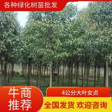 4公分大叶女贞包上车杆直冠圆技术指导量大优惠