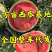 【热卖】美都西瓜产地批发大量上市薄皮大红瓤
