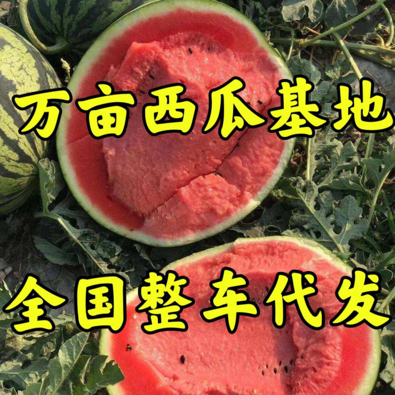 【热卖】美都西瓜产地批发大量上市薄皮大红瓤