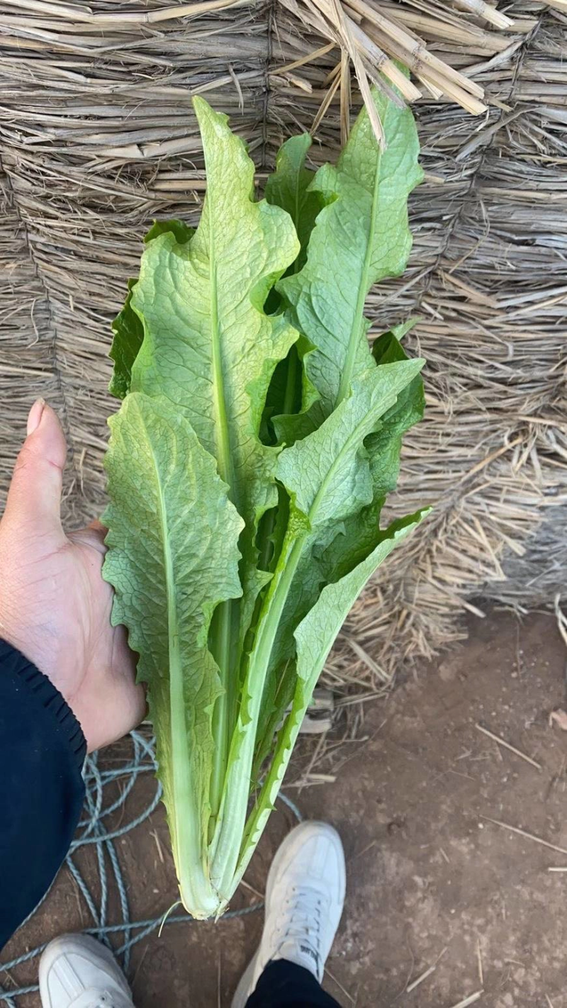 精品油麦菜，产地直供，质量好，价格优，大量供货