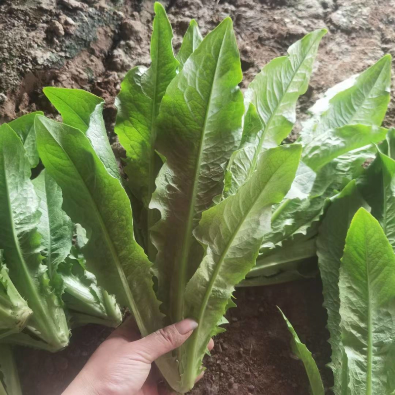 精品油麦菜，产地直供，质量好，价格优，大量供货