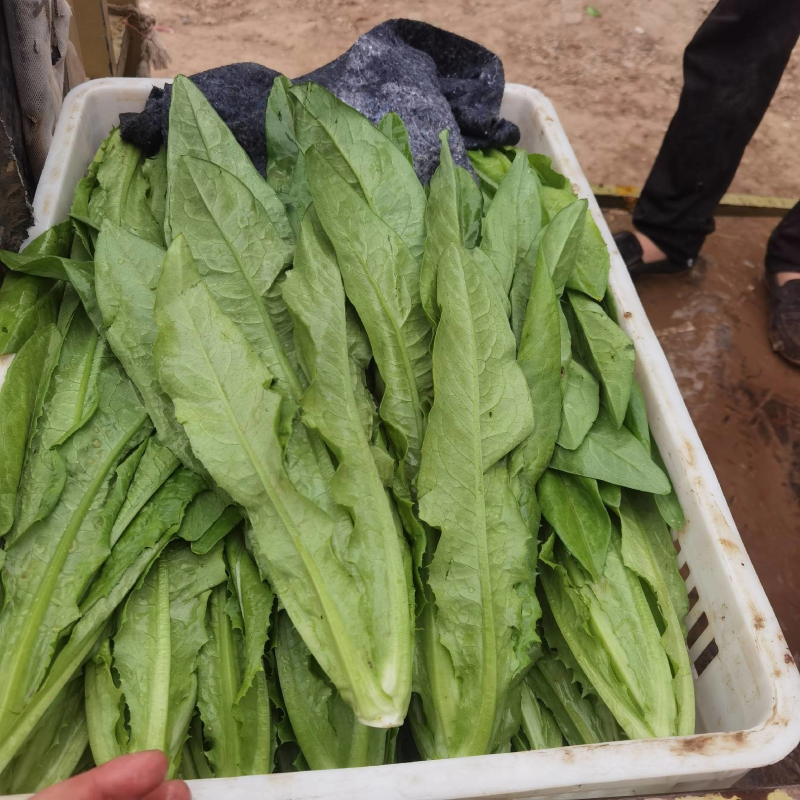 精品油麦菜，产地直供，质量好，价格优，大量供货