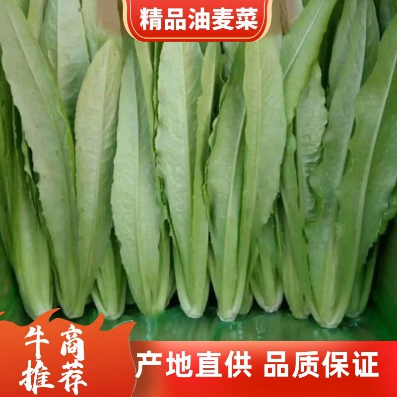 常年精品油麦菜，可以地头收货，质量好价格优，可视频看货
