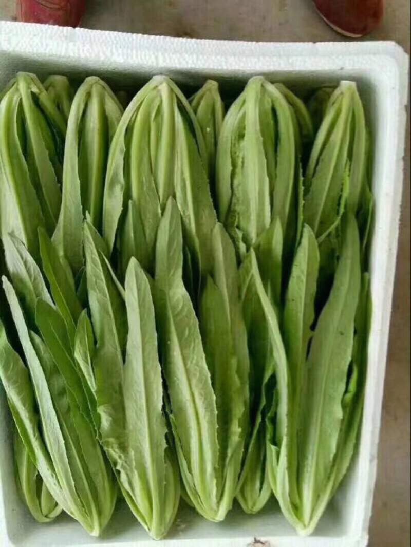 常年精品油麦菜，可以地头收货，质量好价格优，可视频看货