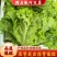 常年供应散叶生菜，产地直供。质量好，价格优，