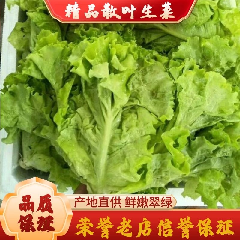 常年供应散叶生菜，产地直供。质量好，价格优，