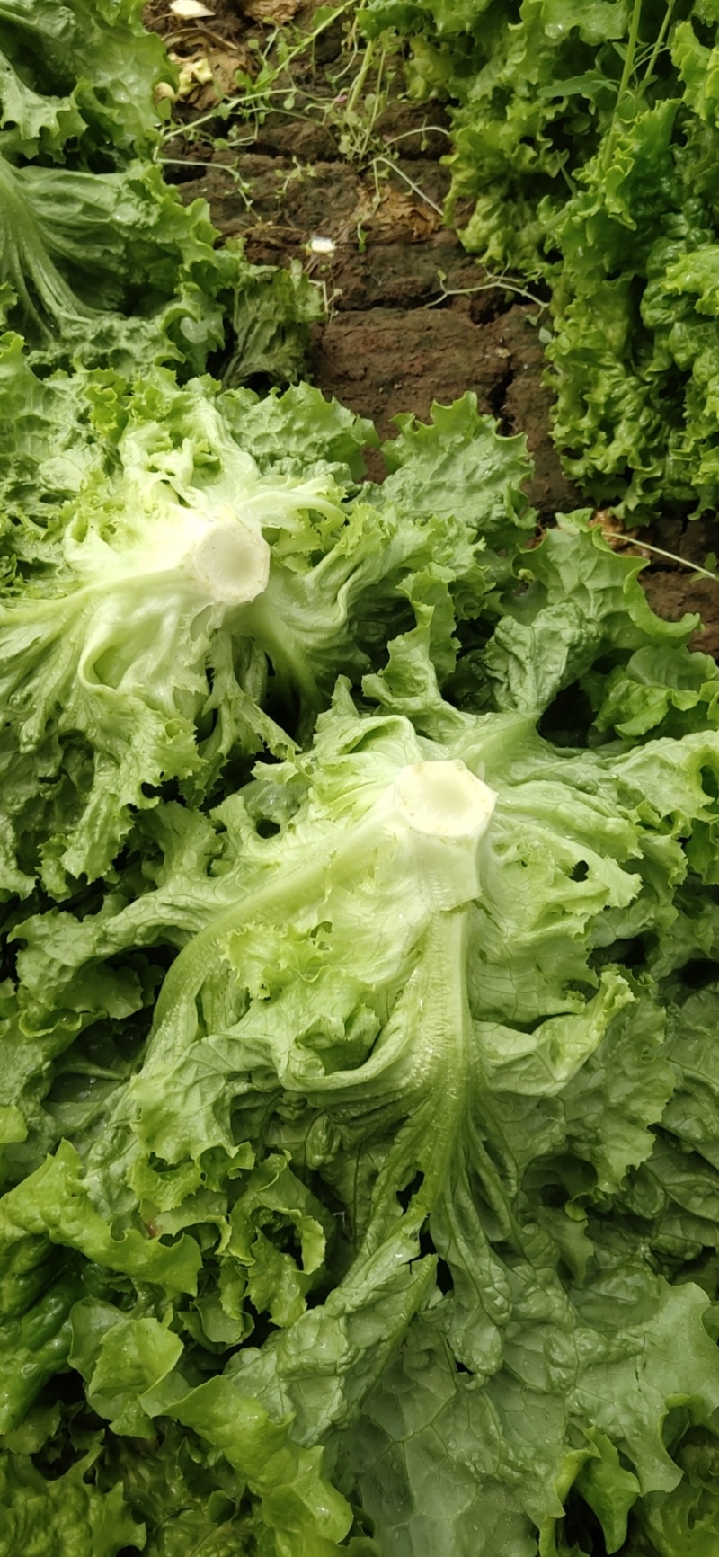 常年供应散叶生菜，产地直供。质量好，价格优，