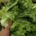 常年供应散叶生菜，产地直供。质量好，价格优，