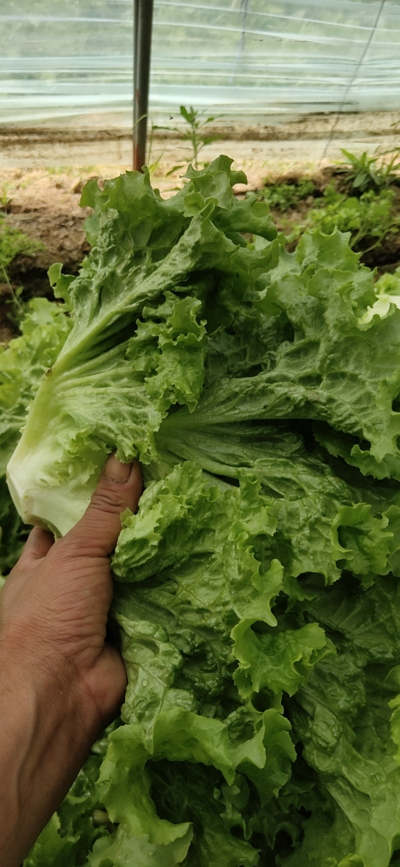 常年供应散叶生菜，产地直供。质量好，价格优，