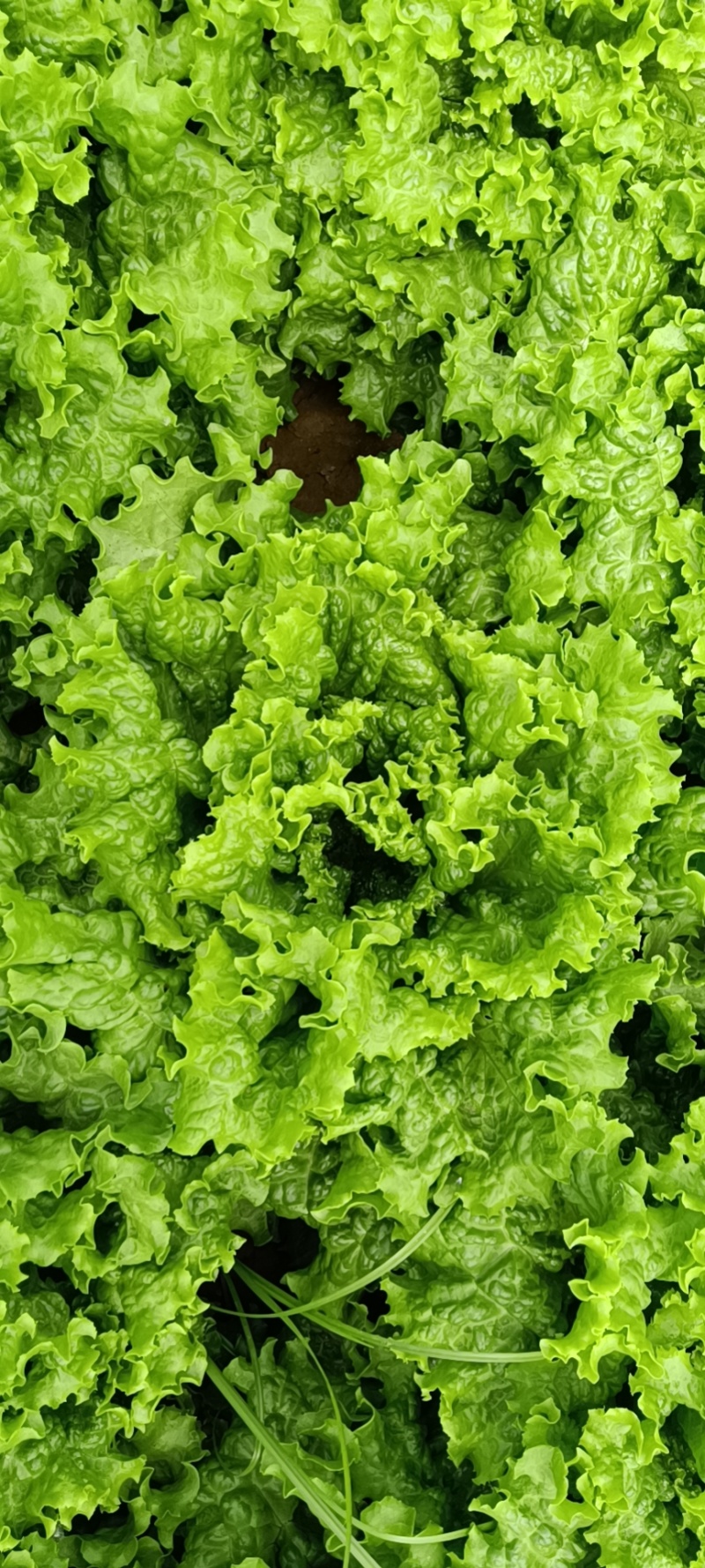 常年供应散叶生菜，产地直供。质量好，价格优，