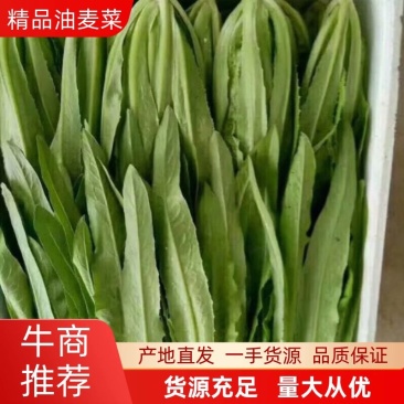 精品油麦菜，产地直供，质量好，价格优，大量供货