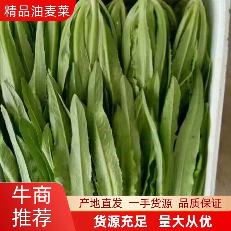 精品油麦菜，产地直供，质量好，价格优，大量供货