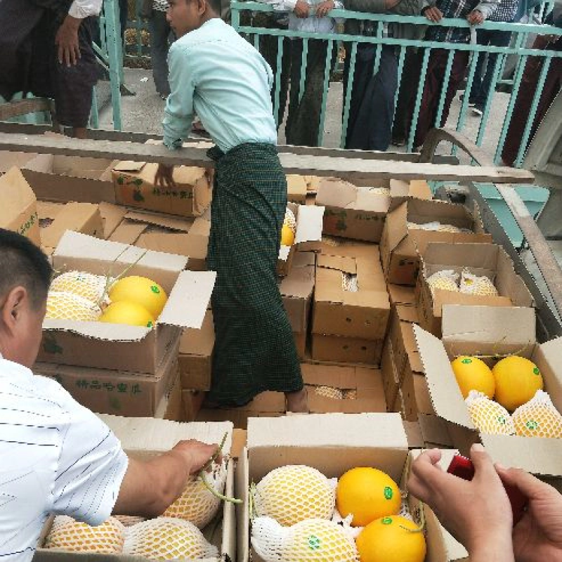 《现货》优质黄河蜜甜瓜黄河密瓜大吨位供应，欢迎致电洽谈