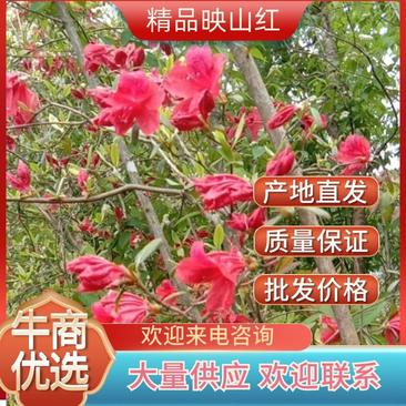 【热卖】映山红/别名杜鹃花多年多杆树形可定制两色可选