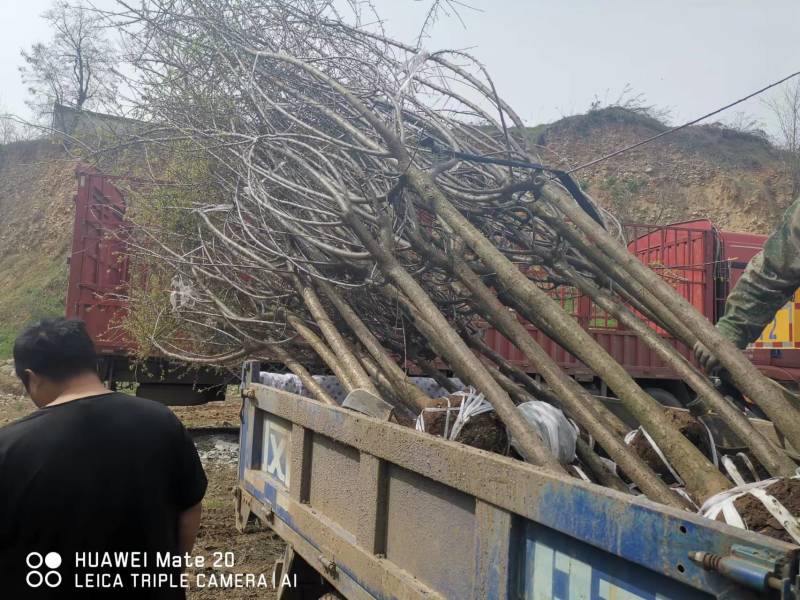 精品高分枝榆叶梅，大量销售，货源充足稳定，欢迎选购