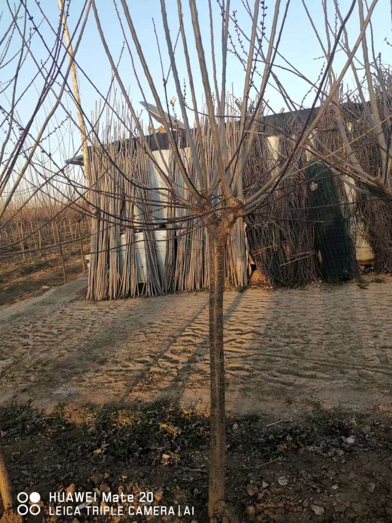 精品高分枝榆叶梅，大量销售，货源充足稳定，欢迎选购