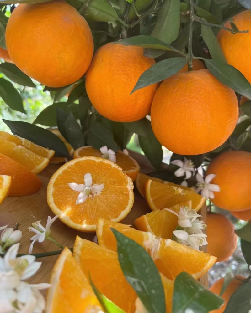 湖北秭归夏橙产地现摘现发皮薄肉嫩水分充足品质保证