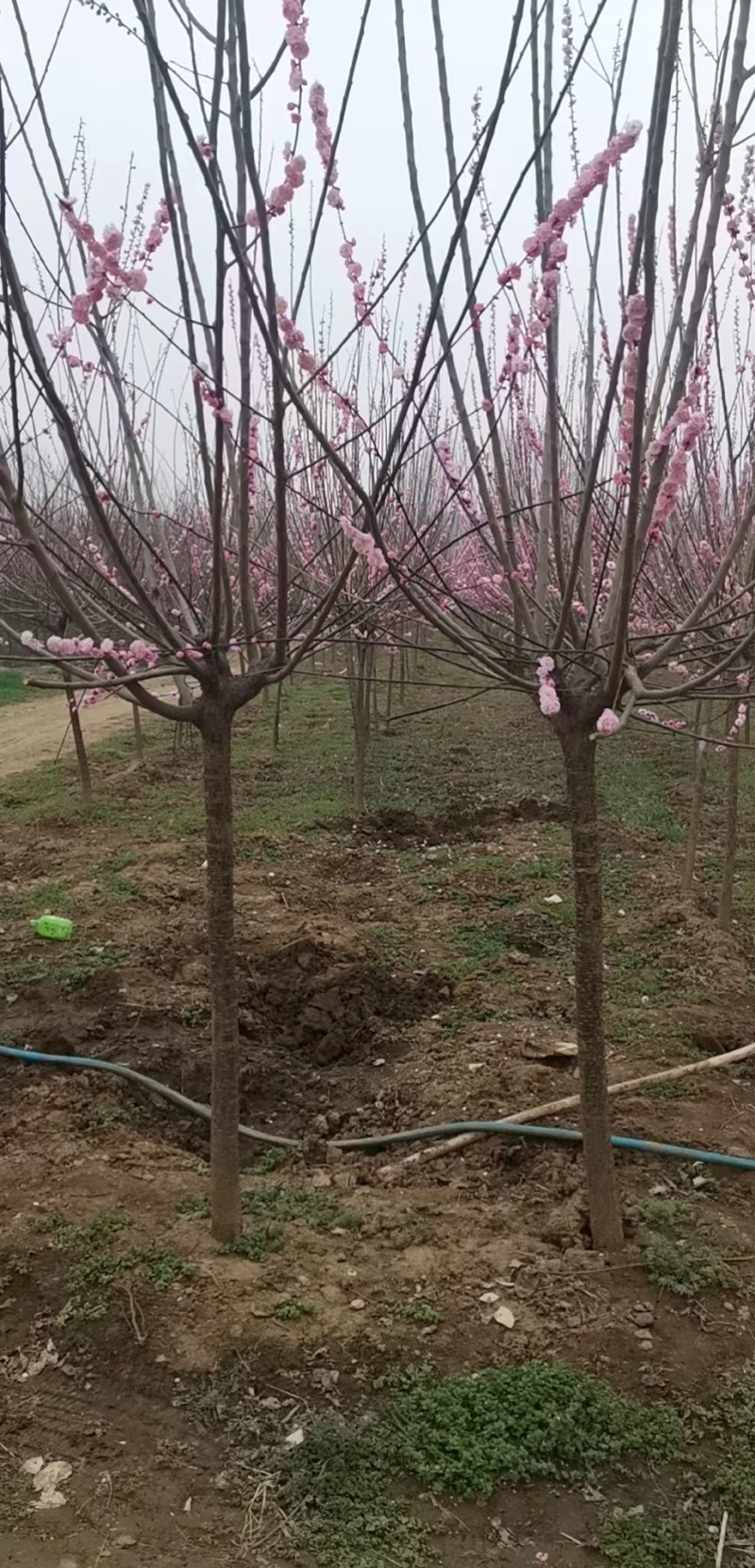 精品榆叶梅，成活率高，发货迅速，欢迎前来看货选购