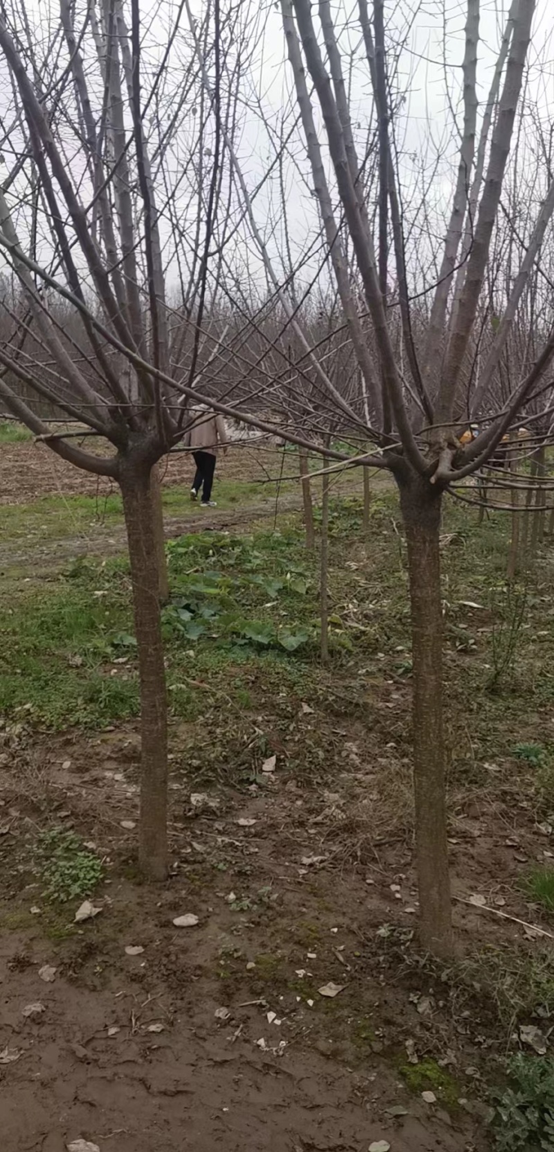 精品榆叶梅，成活率高，发货迅速，欢迎前来看货选购