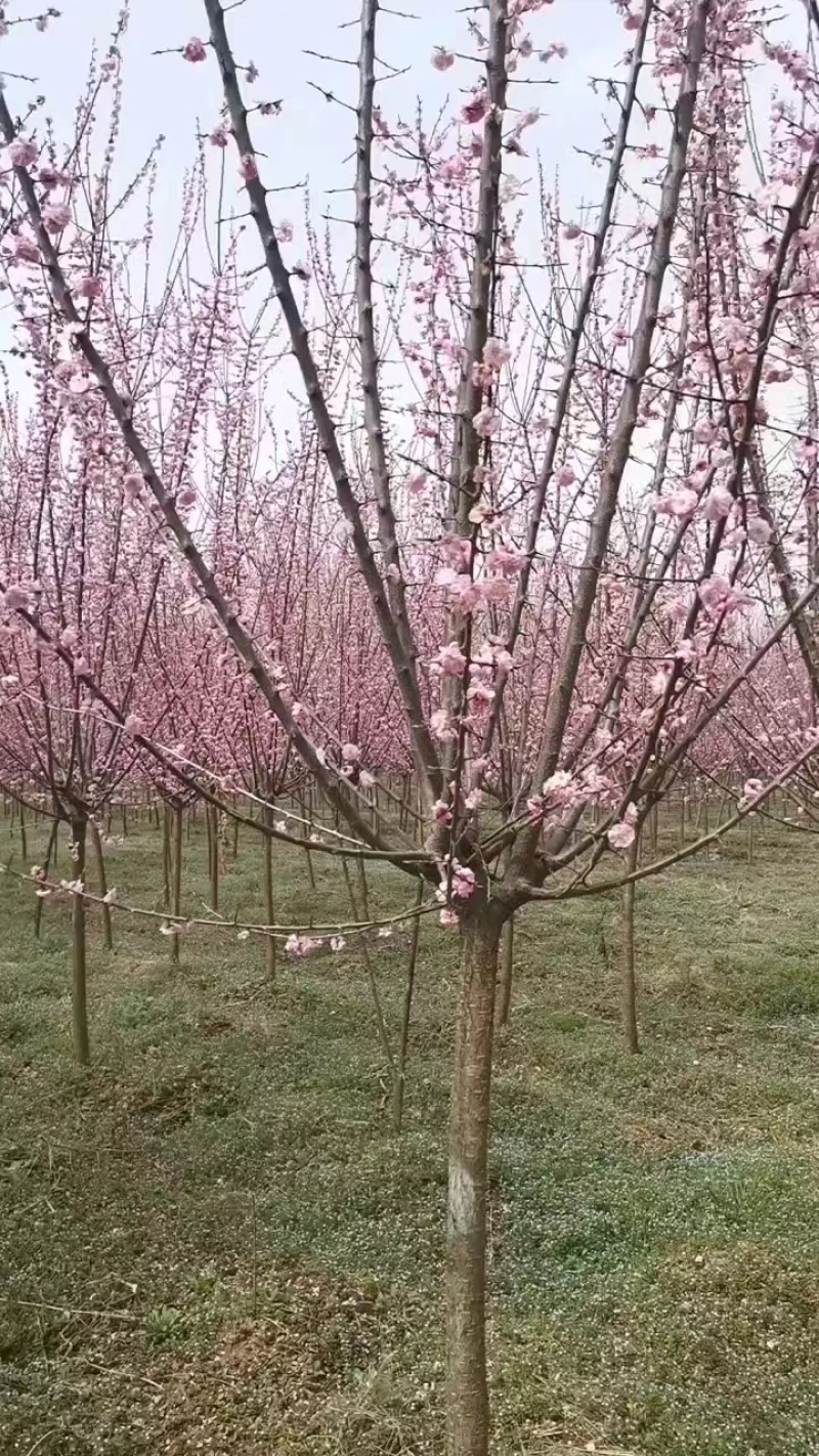 精品榆叶梅，成活率高，发货迅速，欢迎前来看货选购