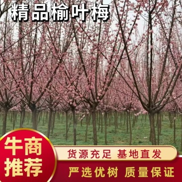 精品高分枝榆叶梅，大量销售，货源充足稳定，欢迎选购