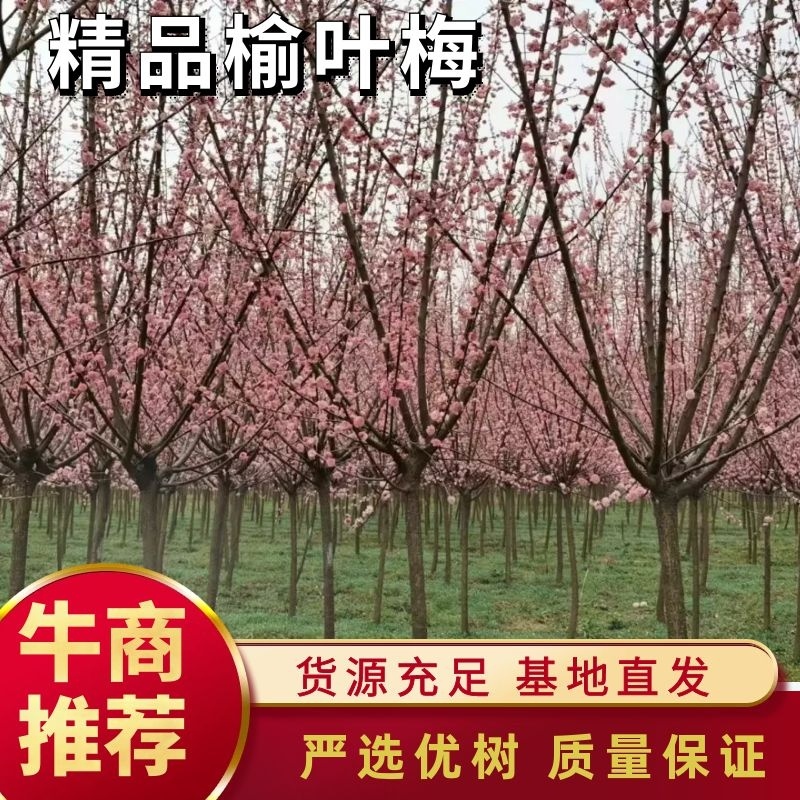 精品高分枝榆叶梅，大量销售，货源充足稳定，欢迎选购