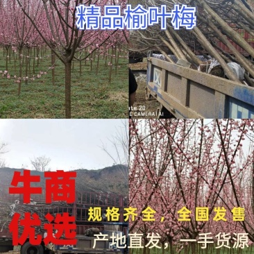 精品榆叶梅，成活率高，发货迅速，欢迎前来看货选购