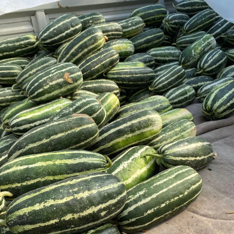 精品甜瓜博洋9号原产地一手货源直发量大价优欢迎选购