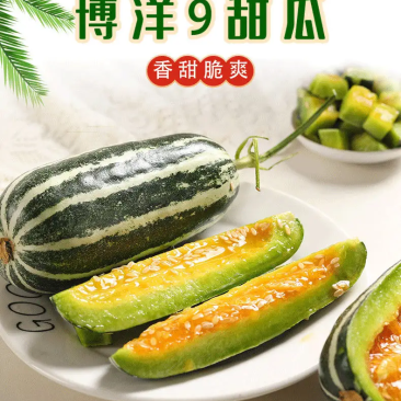 精品甜瓜博洋9号原产地一手货源直发量大价优欢迎选购