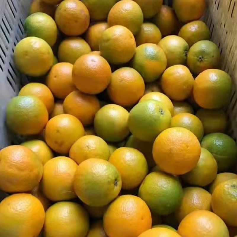 湖北秭归夏橙产地现摘现发皮薄肉嫩水分充足品质保证