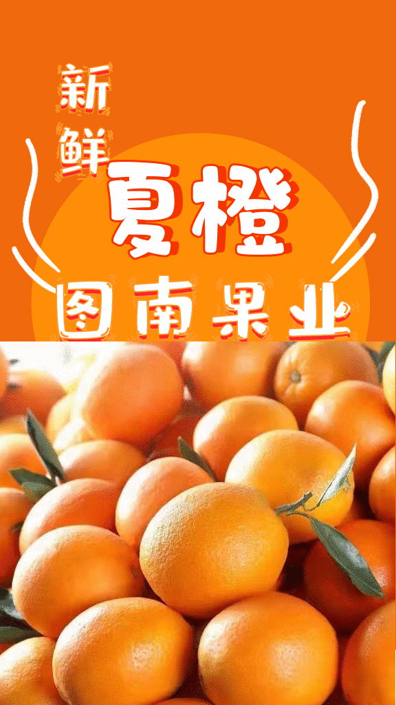 湖北秭归夏橙产地现摘现发皮薄肉嫩水分充足品质保证