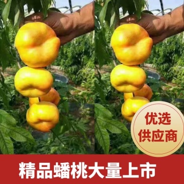 黄金蟠桃7-7油蟠桃6-6蟠桃黄油蟠桃陕西黄蟠桃
