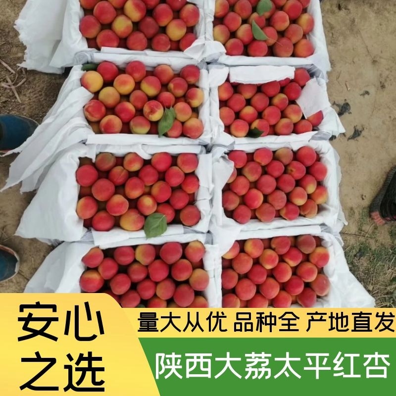 杏陕西红杏渭南大荔太平红杏产地批发价格可视频看货