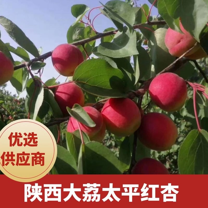 杏陕西红杏渭南大荔太平红杏产地批发价格可视频看货