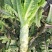 红叶香莴苣品质莴笋大量供应一手货源欢迎咨询合作