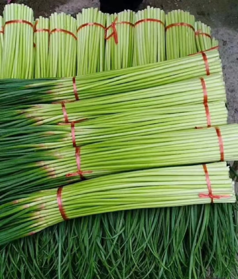 精品蒜薹红帽蒜薹产地直销品质保证对接各类