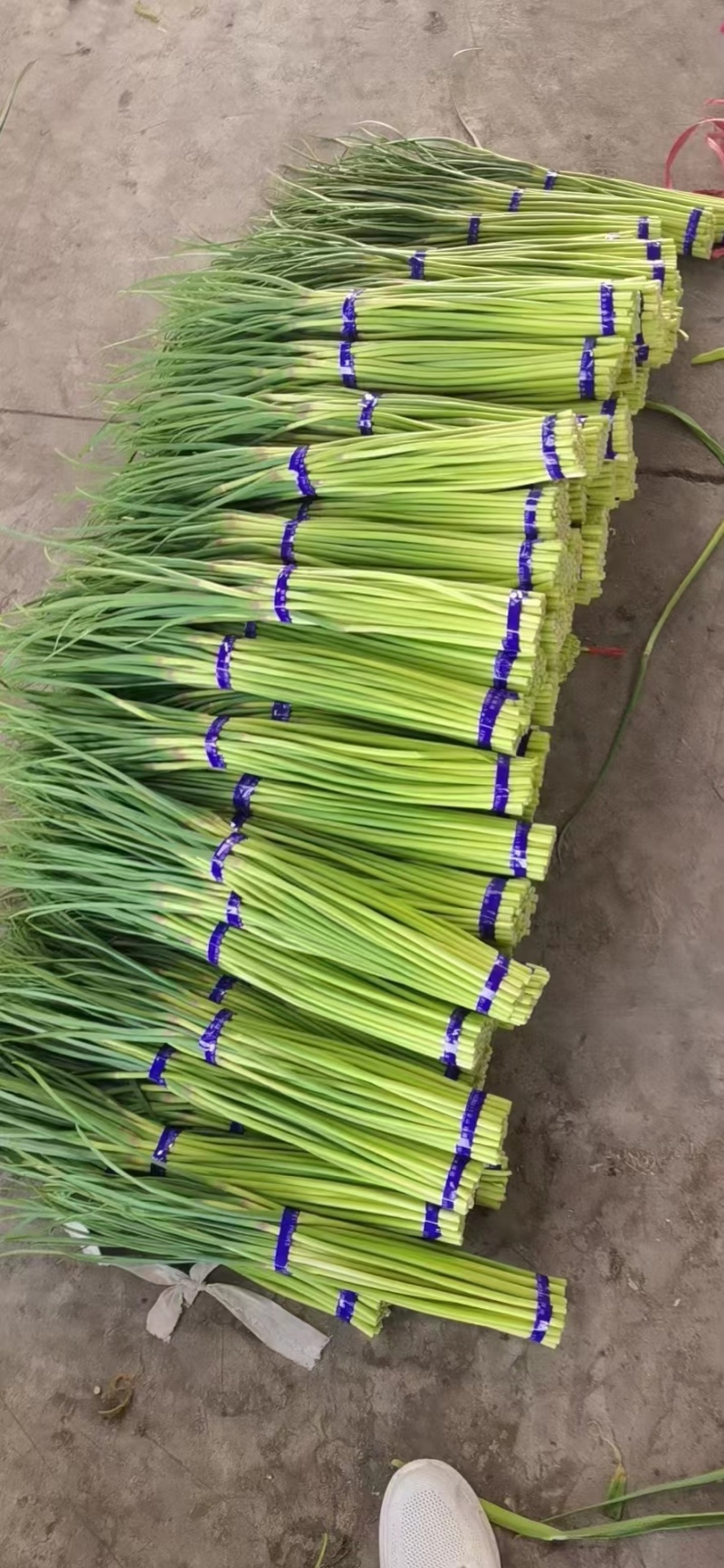精品蒜薹红帽蒜薹产地直销品质保证对接各类