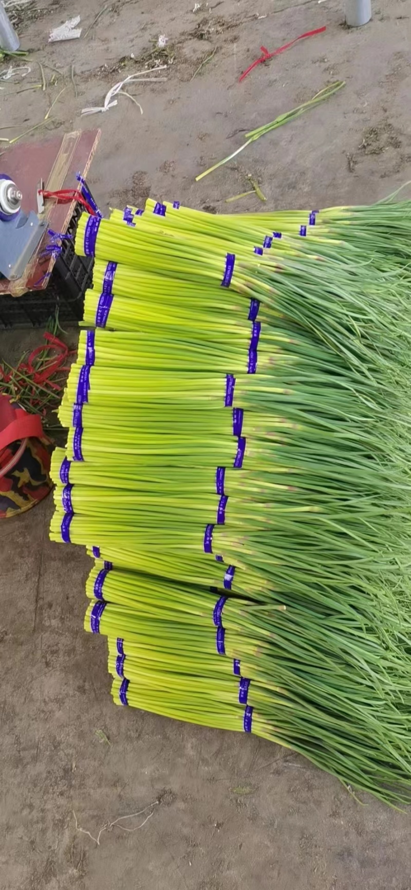 精品蒜薹红帽蒜薹产地直销品质保证对接各类