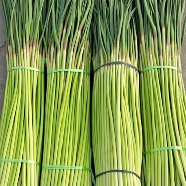 精品蒜薹红帽蒜薹产地直销品质保证对接各类