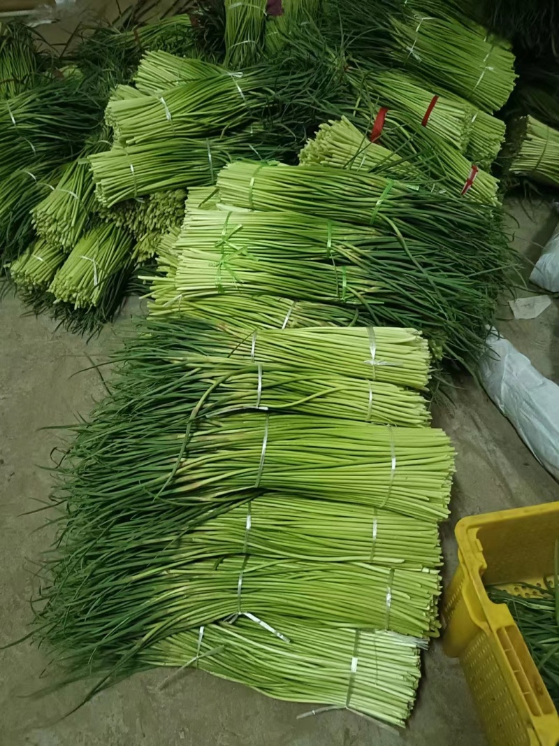 精品蒜薹红帽蒜薹产地直销品质保证对接各类