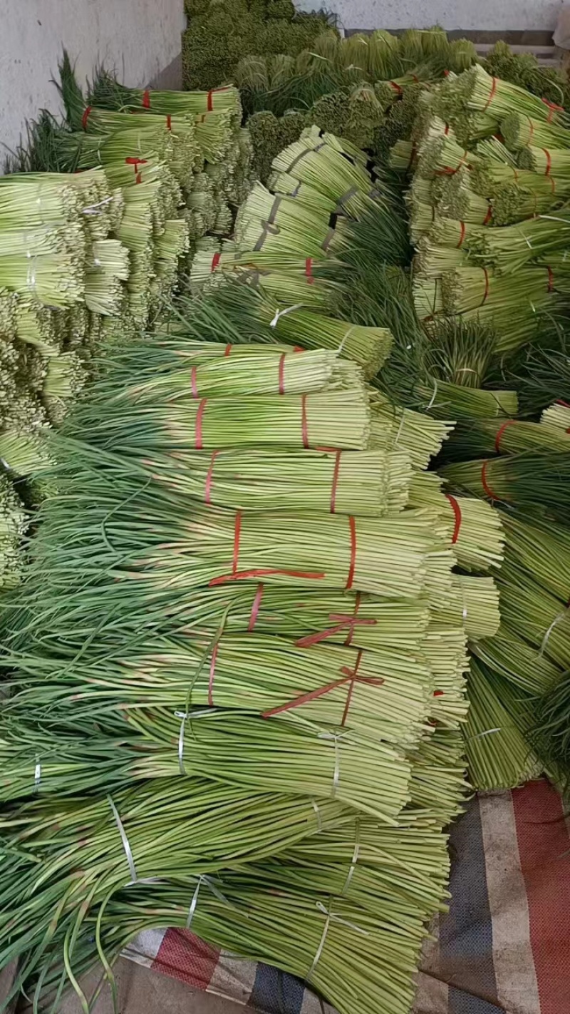 精品蒜薹红帽蒜薹产地直销品质保证对接各类