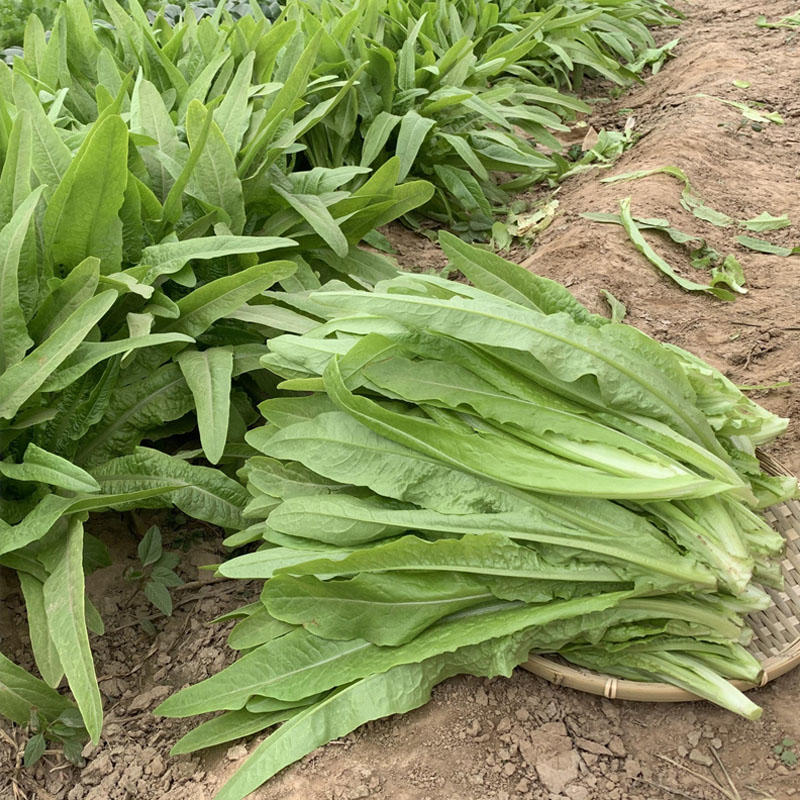 香优油麦菜种子无斑早熟抗病强耐寒耐热全年栽培南北方种植