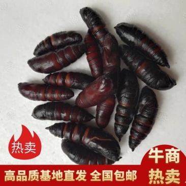 【蚕蛹】豆虫蛹大蛹，蚕蛹，蛹，松蛹，豆虫蛹，昆虫质量保证
