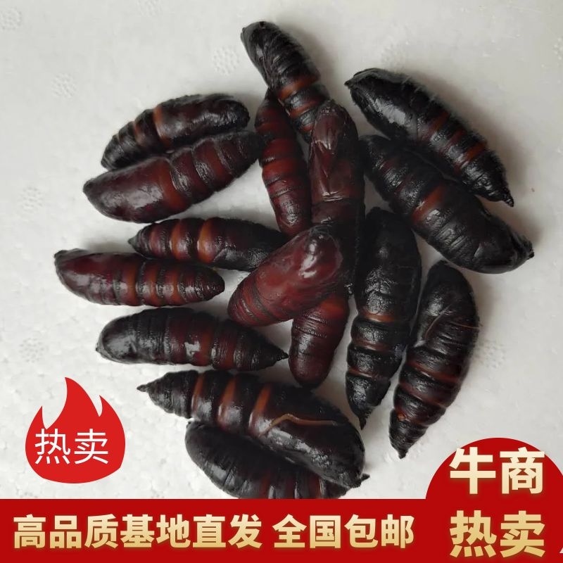 【蚕蛹】豆虫蛹大蛹，蚕蛹，蛹，松蛹，豆虫蛹，昆虫质量保证